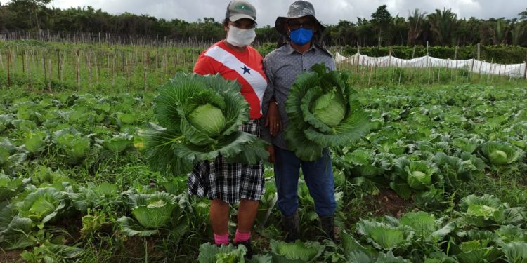 ‘Não ia suportar ver minha horta no lixo’, diz produtor que doou 8 toneladas de repolho no Pará