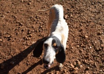 Operação conjunta ente BM e PC prende homem por maus tratos a animais em Barão de Cotegipe