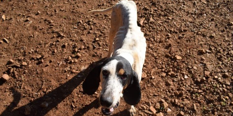 Operação conjunta ente BM e PC prende homem por maus tratos a animais em Barão de Cotegipe