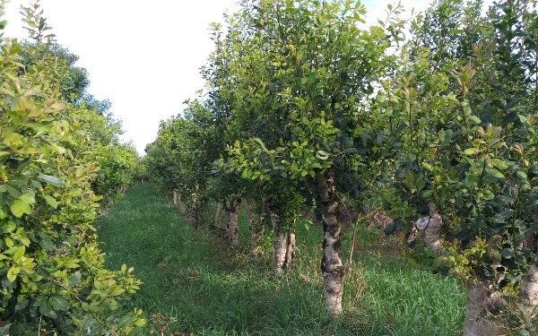 Oferta de erva-mate é considerada boa pela indústria