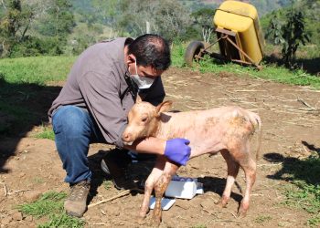 Professores de Medicina Veterinária da URI avaliam possível caso de alopecia congênita em bovino