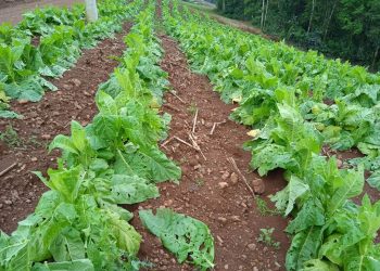 Três Arroios: Chuvas que atingiram município deixam prejuízos a agricultores