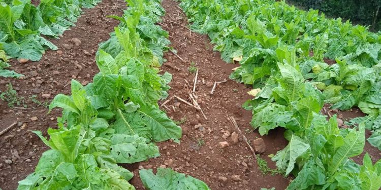 Três Arroios: Chuvas que atingiram município deixam prejuízos a agricultores