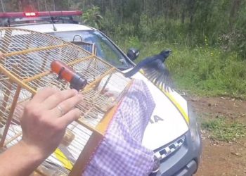 BM prende duas pessoas por crime contra a fauna em Erechim