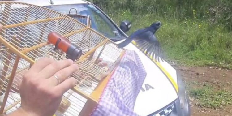 BM prende duas pessoas por crime contra a fauna em Erechim