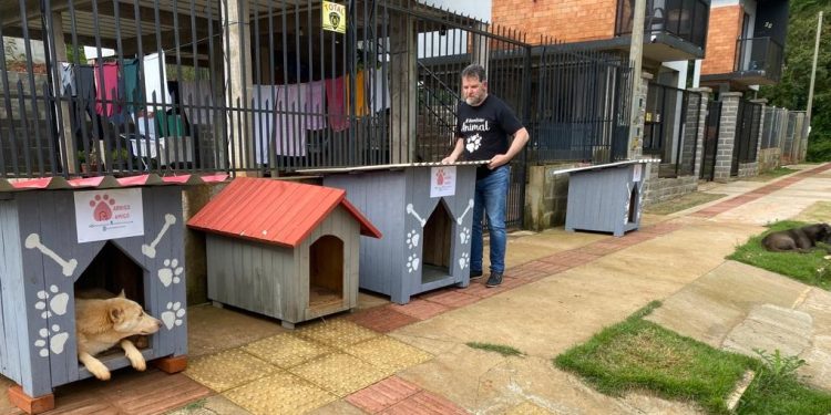 Lei que garante apadrinhamento de cães e gatos comunitários já é realidade em Erechim