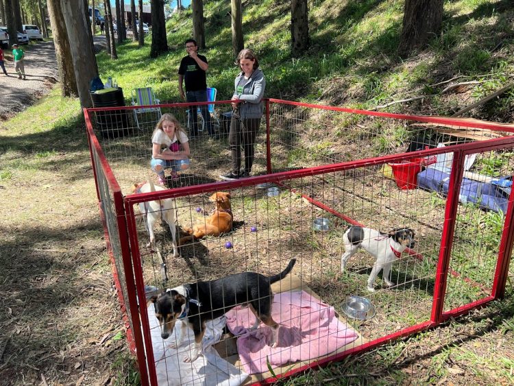 Diretoria de Bem-Estar Animal leva cães para adoção na Frinape