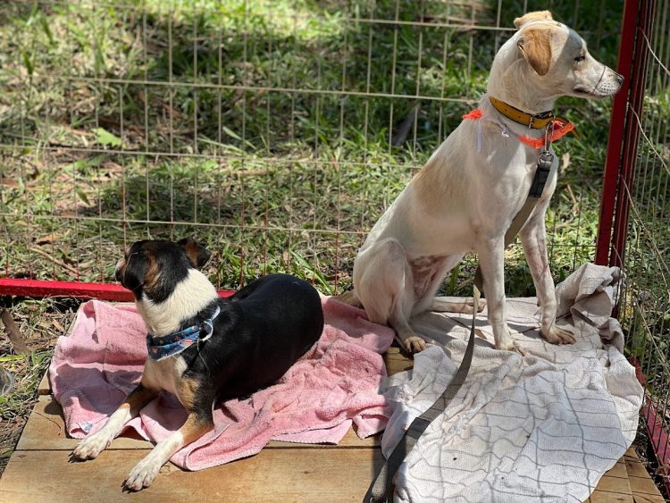 Diretoria de Bem-Estar Animal leva cães para adoção na Frinape