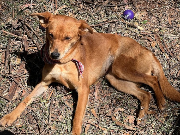 Diretoria de Bem-Estar Animal leva cães para adoção na Frinape
