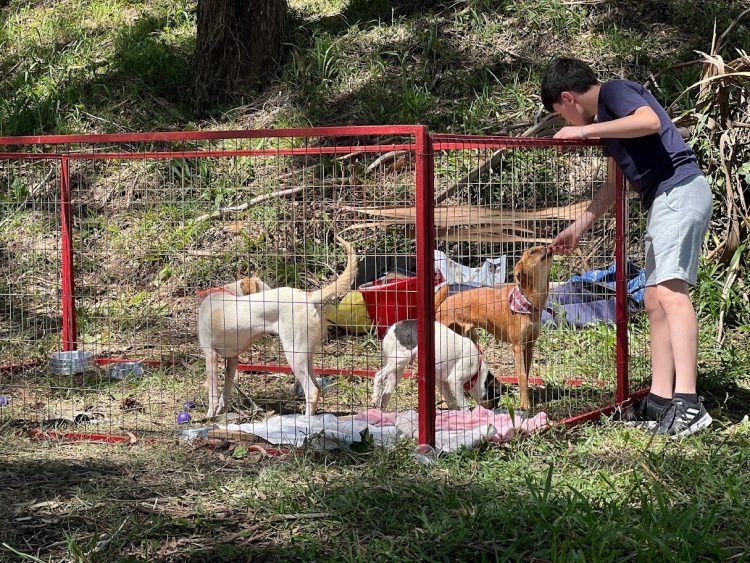 Diretoria de Bem-Estar Animal leva cães para adoção na Frinape