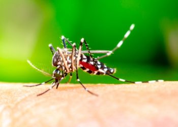 Erechim contabiliza mais de 500 casos de dengue confirmados em 2022