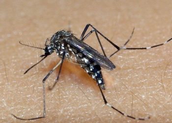 Rio Grande do Sul apresenta mais casos suspeitos de dengue do que o esperado para esta época do ano