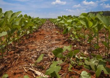 Clima quente e seco interfere na implantação das lavouras de soja no RS