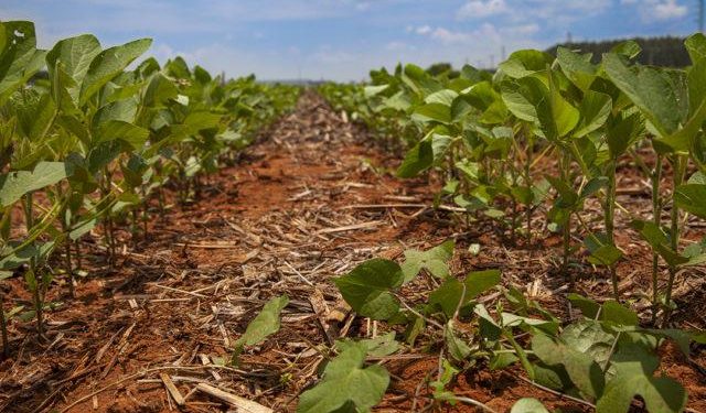 Clima quente e seco interfere na implantação das lavouras de soja no RS