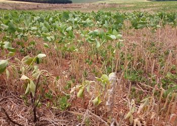 Plantio da soja no RS atinge 93% da área estimada