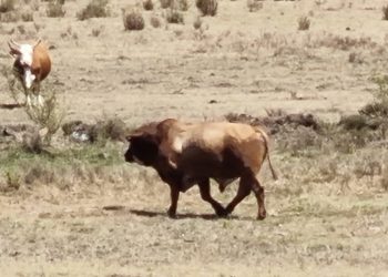 Pecuaristas já registram perdas irreversíveis em terceiro ano de La Niña