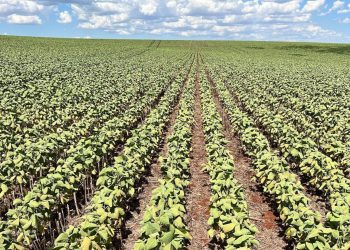 Cooperativas agropecuárias gaúchas estão preocupadas com efeitos da estiagem