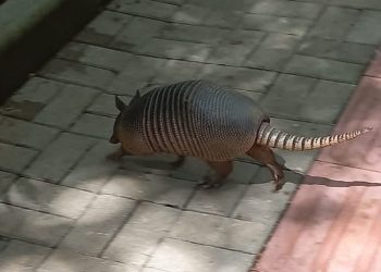 Porque pets não podem entrar nas trilhas no Longines?