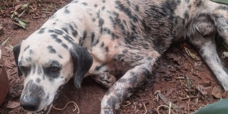 Homem é preso em flagrante por crueldade contra animais em Erechim