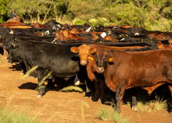 Início de ano na pecuária gaúcha ainda é desalentador