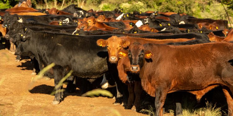 Início de ano na pecuária gaúcha ainda é desalentador