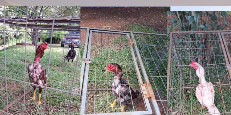 BM prende  homem por maus-tratos a animais no bairro Aeroporto em Erechim