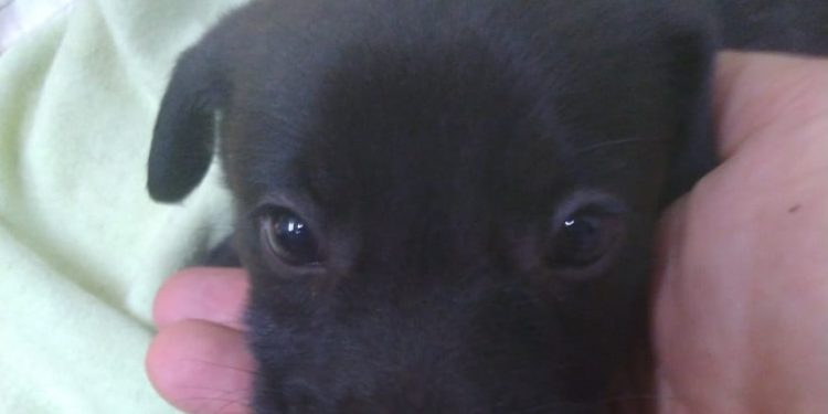 Diretoria de Bem-Estar Animal registra mais de 1,5 mil castrações gratuitas e mais de 100 adoções