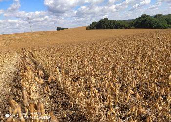 Colheita de soja ultrapassa a metade da área de cultivo, e perdas na produtividade permanecem