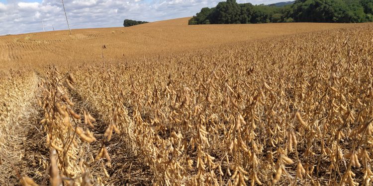 Colheita de soja ultrapassa a metade da área de cultivo, e perdas na produtividade permanecem
