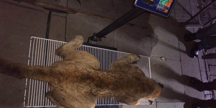 Onça parda que apareceu na área urbana de Vacaria é resgatada