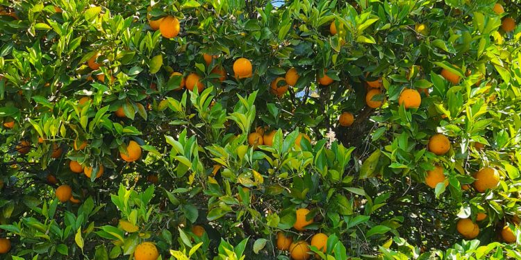 URI sedia Ciclo de Palestras sobre Citricultura 