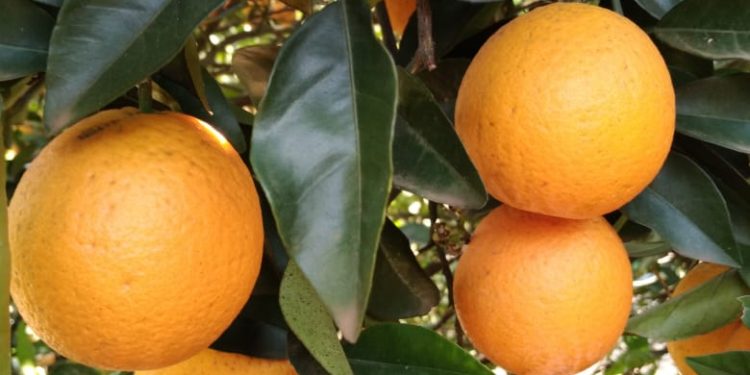 Erechim sediará Ciclo de Palestras sobre Citricultura em junho