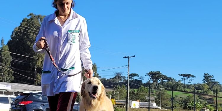 Centro Clínico Veterinário da URI presta auxílio na reabilitação de animais 