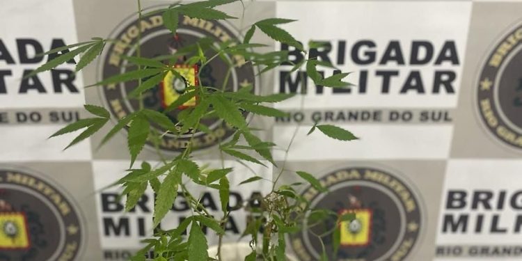 Brigada Militar apreende planta de maconha em Erechim