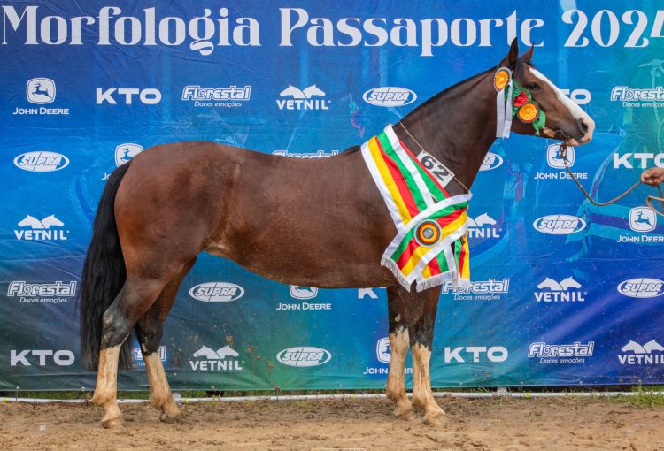 São Ludgero revela novos classificados para a Morfologia Expointer