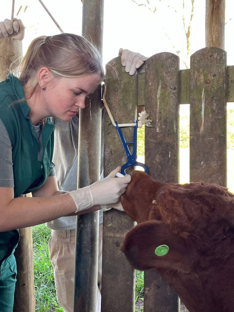 Medicina Veterinária da URI promove atividade prática em Erval Grande