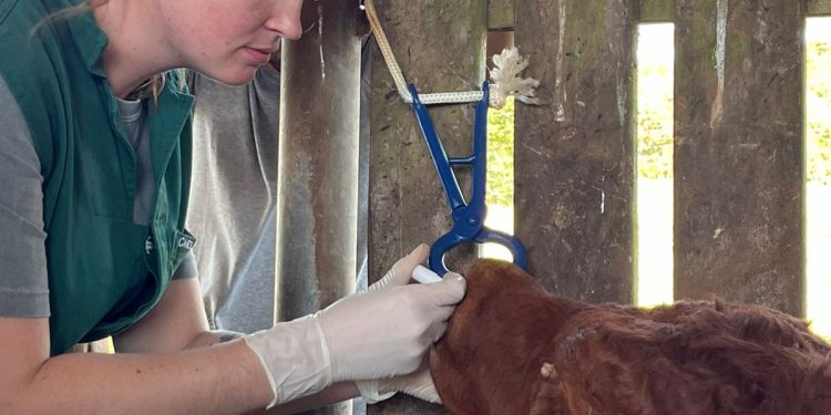 Medicina Veterinária da URI promove atividade prática em Erval Grande