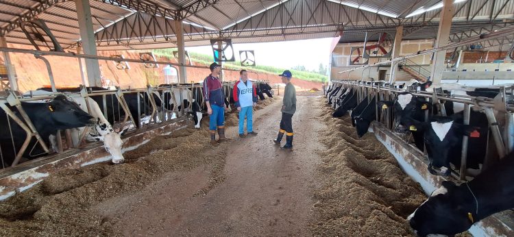 Produção leiteira com tecnologia de confinamento cresce no Distrito de Capoerê