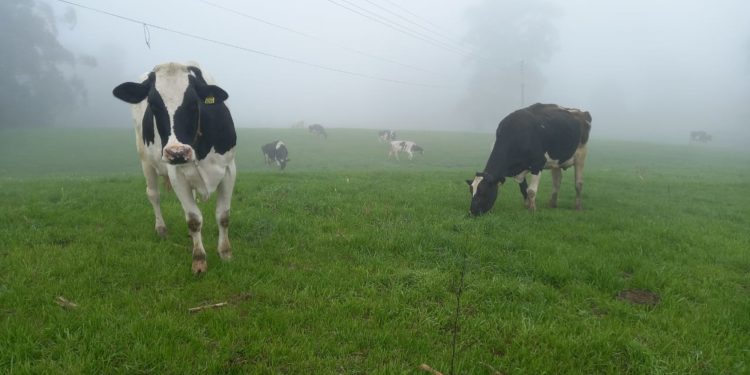 Enchentes no Rio Grande do Sul deixam produtores de leite isolados