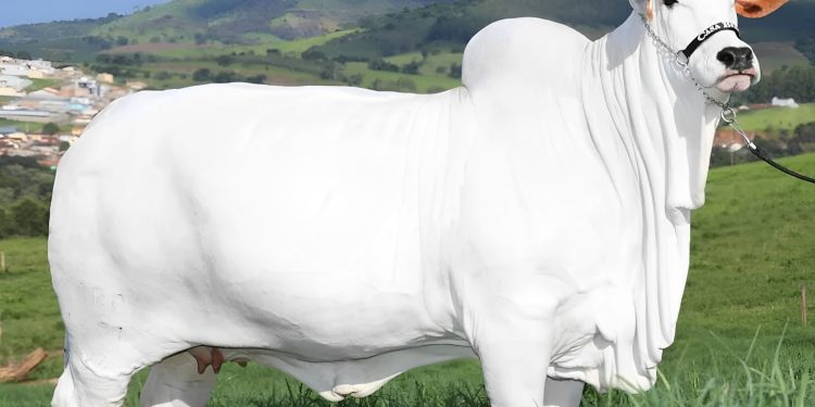 Agro se mobiliza e promove leilão pelas vítimas das enchentes no Rio Grande do Sul