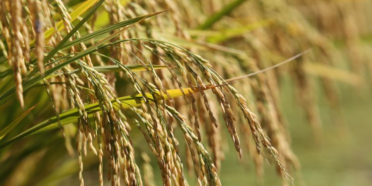 Arrozeiros garantem que não faltará arroz mesmo com as enchentes no Rio Grande do Sul