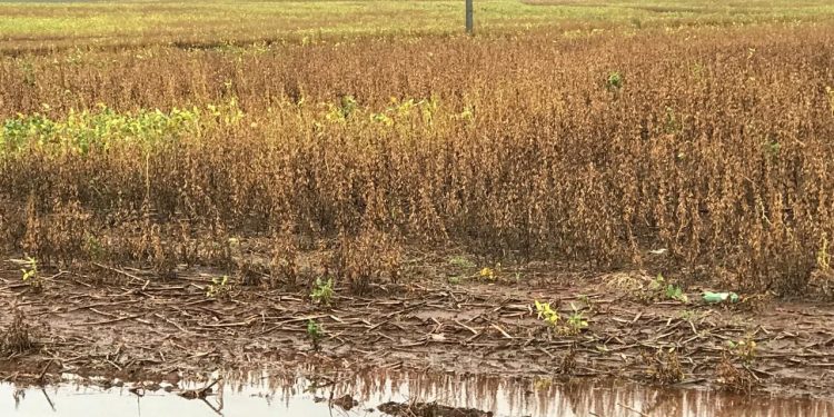 Apesar das condições climáticas desfavoráveis, avança colheita da soja no RS