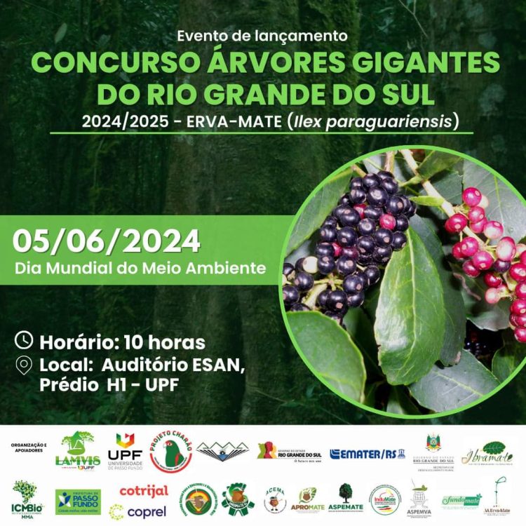 Concurso vai identificar árvores gigantes de erva-mate no RS