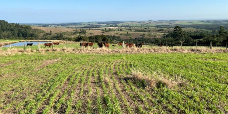 Atraso nas pastagens de inverno exige medidas que evitem perda de peso do gado