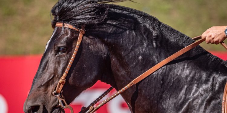 Classificatória ao Freio de Ouro movimenta ciclo do Cavalo Crioulo em Santa Catarina
