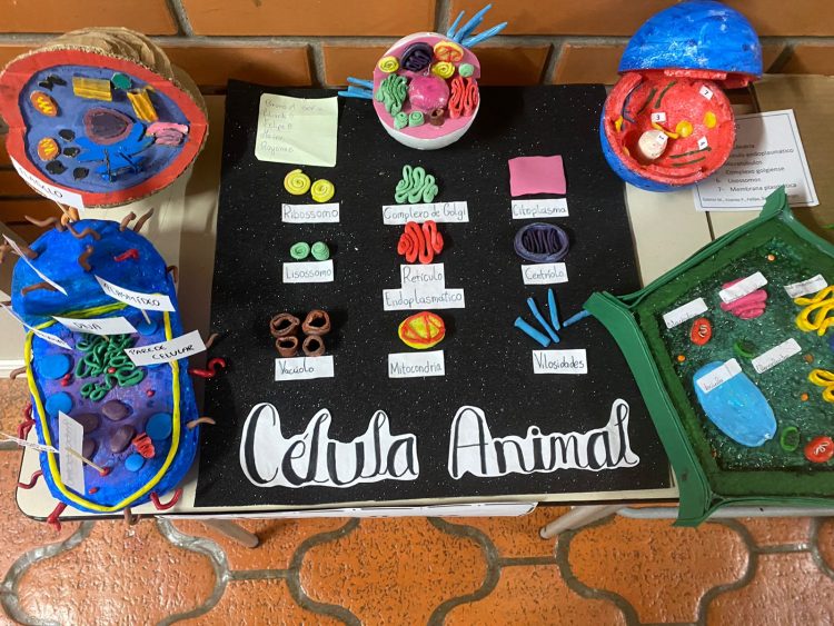 Alunos da Escola da URI elaboram modelos de células
