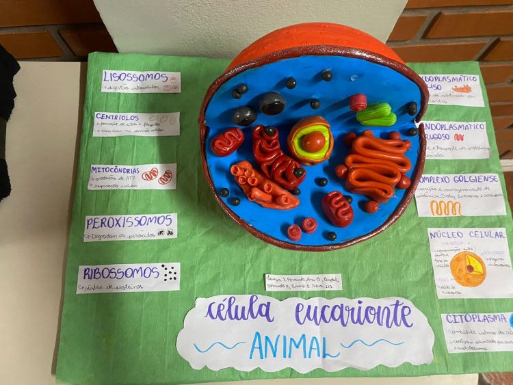 Alunos da Escola da URI elaboram modelos de células