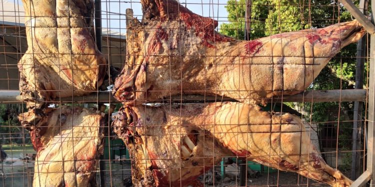Assado de carcaça inteira de búfalo será atração na Expointer