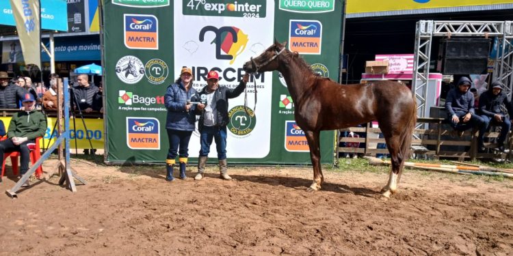 Mangalarga aponta campeões da raça na Expointer 2024