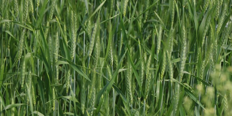 Produtividade do trigo permanece favorável apesar de intercorrência climática